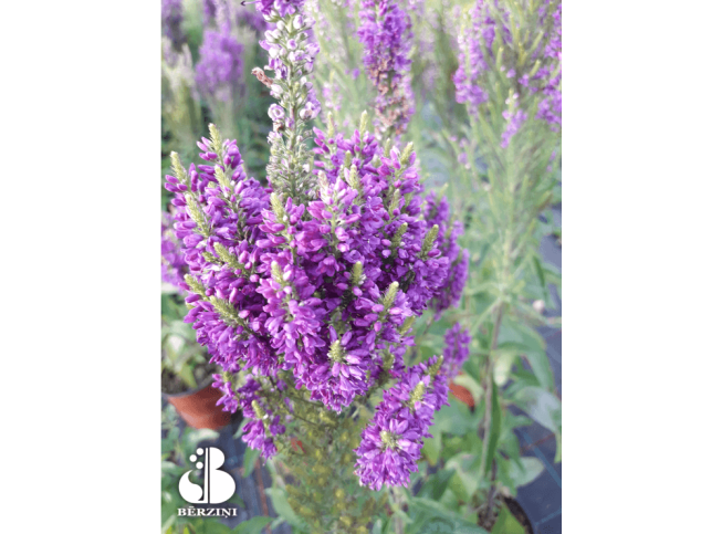 Veronica   'Blue Mountains'